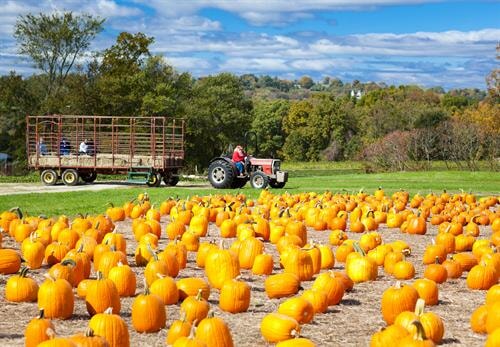 pumpkin-patch